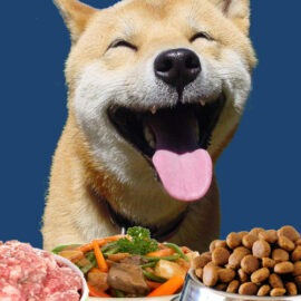 meilleure alimentation chien