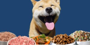 Idées reçues: quelle est la meilleure alimentation pour un chien ? – Vidéo