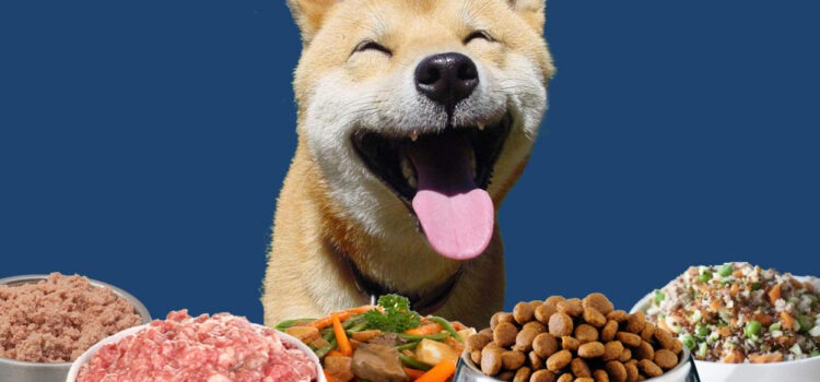 meilleure alimentation chien