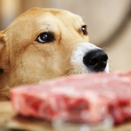 risque viande crue