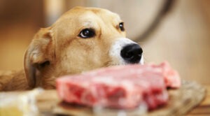 Idées reçues: aucun risque avec la viande crue – Vidéo