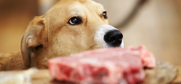 Idées reçues: aucun risque avec la viande crue – Vidéo