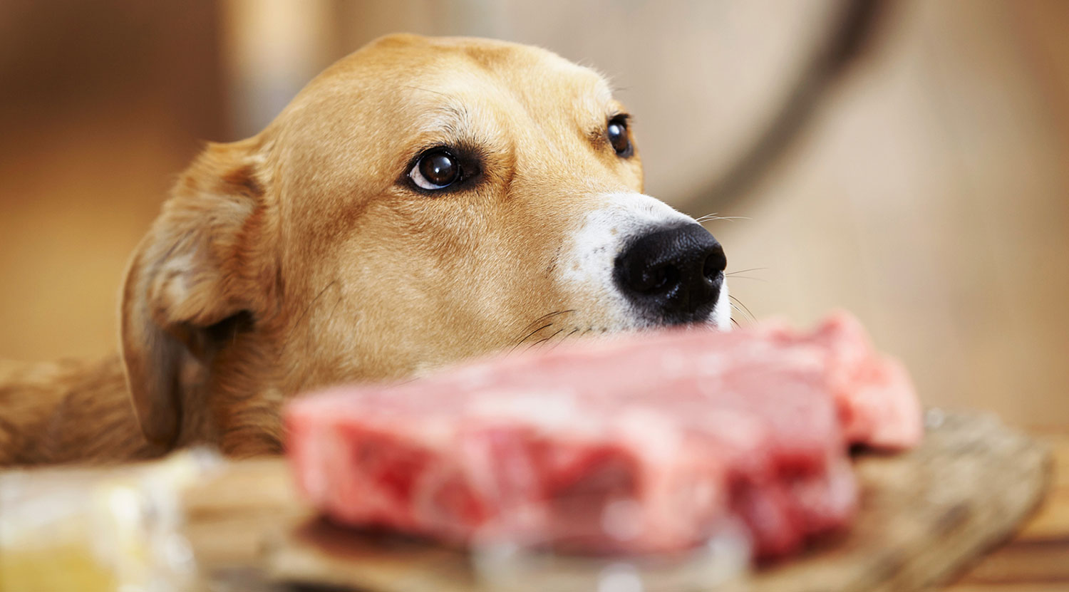 Idées reçues: aucun risque avec la viande crue – Vidéo