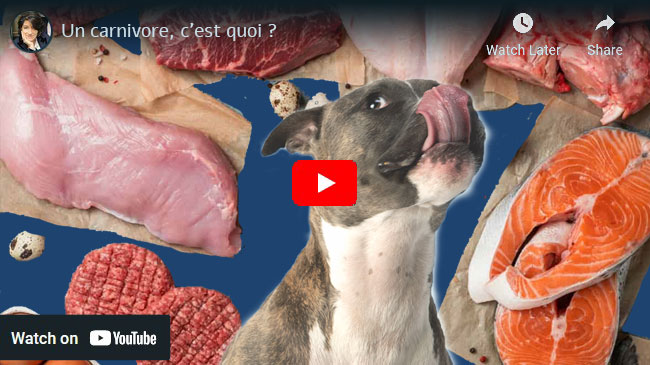 qu'est ce qu'un carnivore