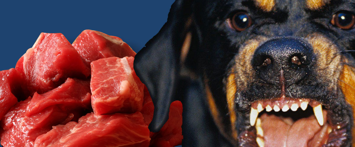 Idées reçues: Donner de la viande crue rend un chien dangereux – Vidéo