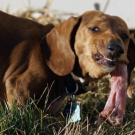 viande crue chien agressif