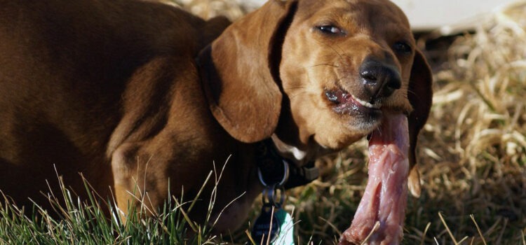 Idées reçues: Donner de la viande crue rend un chien dangereux – Vidéo