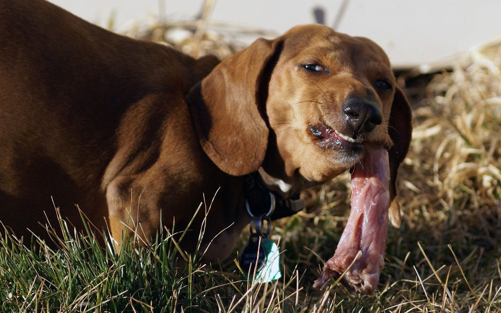 Idées reçues: Donner de la viande crue rend un chien dangereux – Vidéo