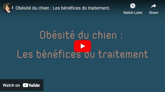 bénéfices du traitement de l'obésité chez le chien