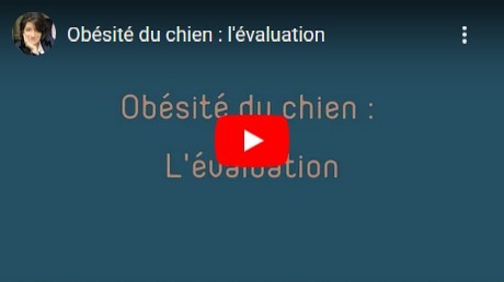 évaluation de l'obésité d'un chien