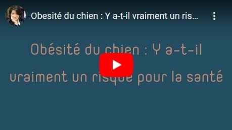 obésité chez le chien: les risques