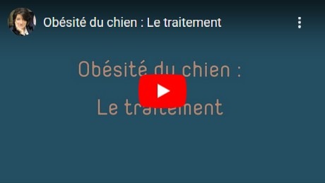 traitement de l'obésité chez le chien