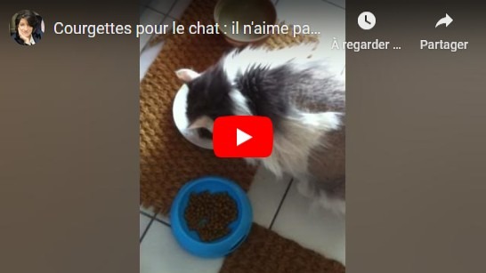 les chats aiment les courgettes !