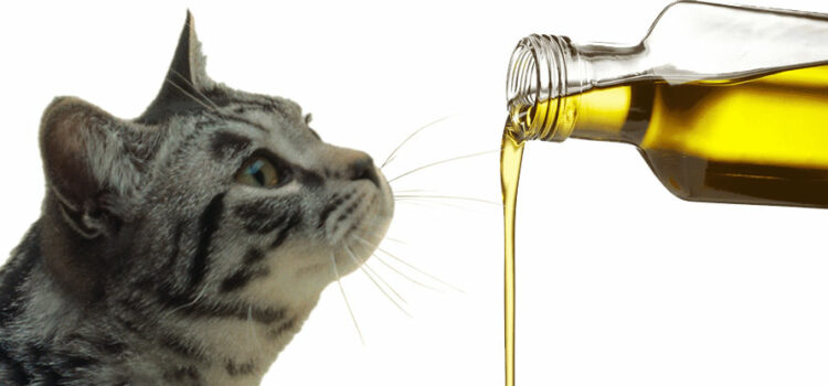 Combien d’huile est raisonnable dans une ration ménagère pour chien ou chat ?