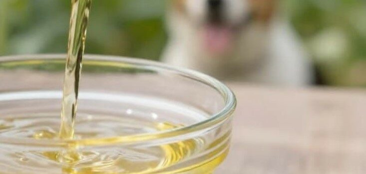Combien d’huile est raisonnable dans une ration ménagère pour chien ou chat ? Combien d’huile est raisonnable dans une ration ménagère pour chien ou chat ?