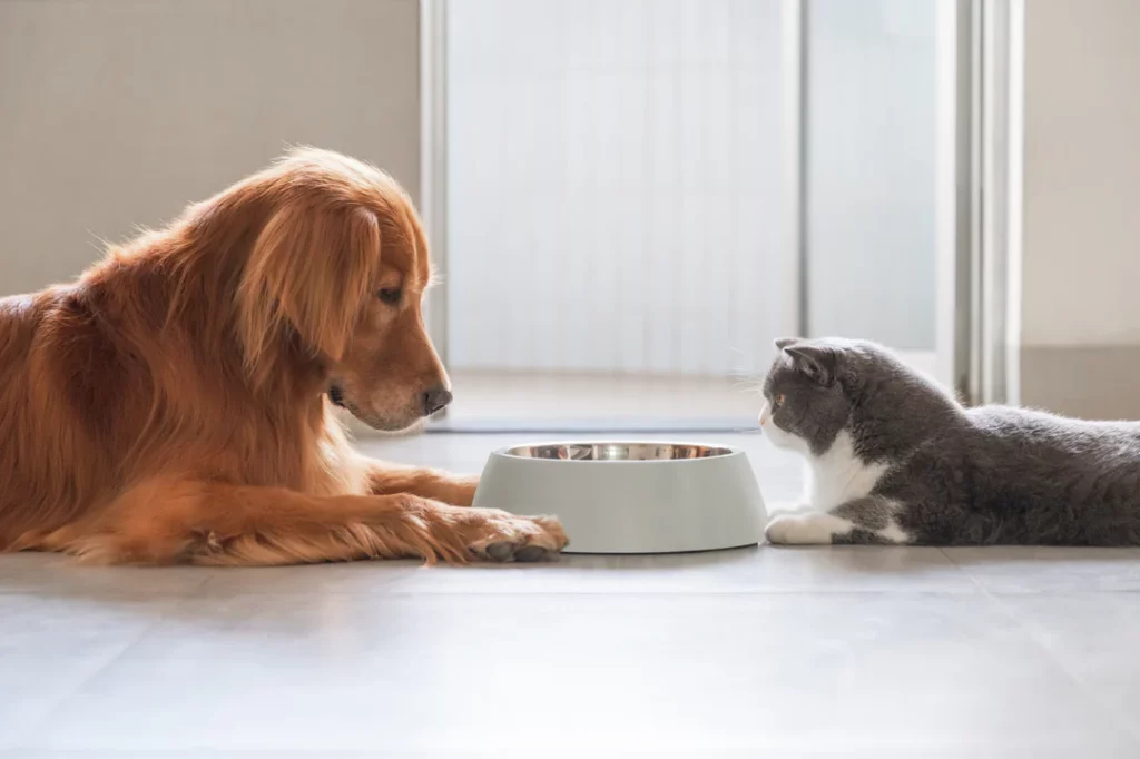 Je veux donner des croquettes pour chien à mon chat/chaton : puis-je ajouter Vit’i5 pour apporter de la taurine ?
