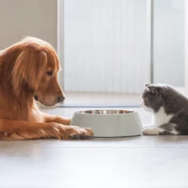 Donner les croquettes du chien au chat