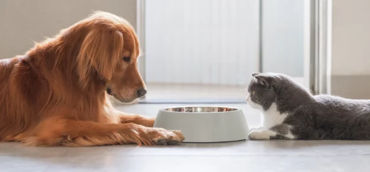 Je veux donner des croquettes pour chien à mon chat/chaton : puis-je ajouter Vit’i5 pour apporter de la taurine ? Donner les croquettes du chien au chat