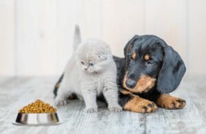 donner les croquettes du chien au chaton