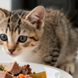alimentation un chaton