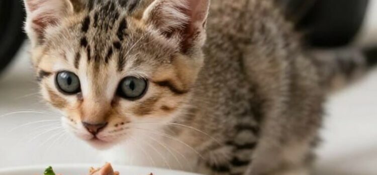 alimentation un chaton