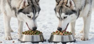 Le Siberian Husky a-t-il des besoins nutritionnels particuliers ?