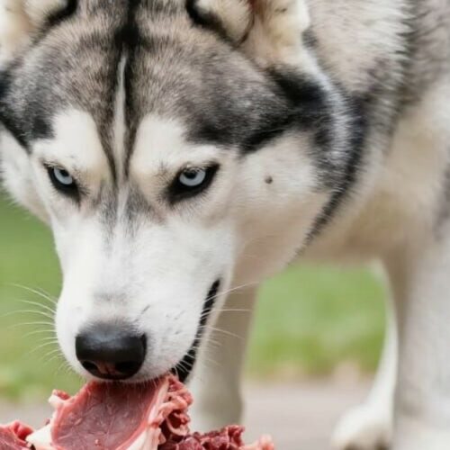 viande crue pour un husky