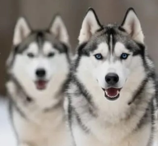 Besoins nutritionnels du Siberian Husky