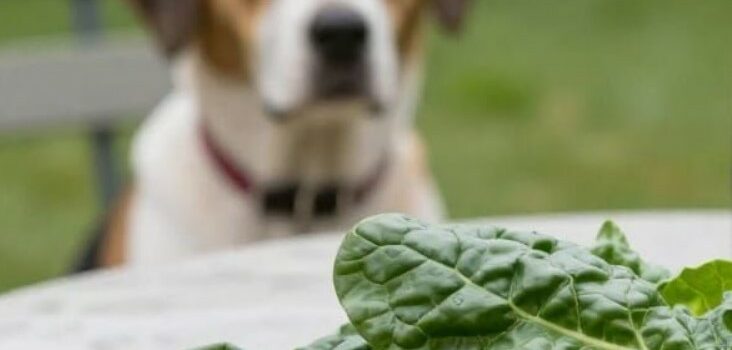 donner des blettes à un chien