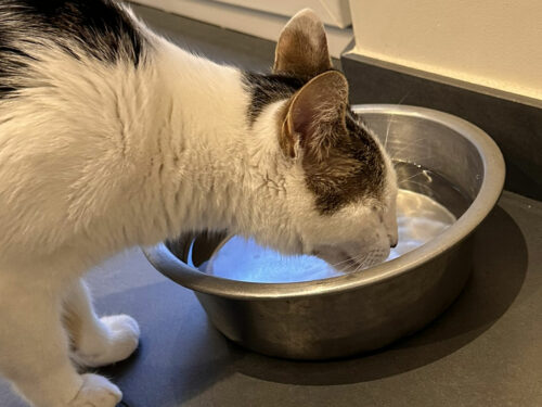 besoin en eau du chat