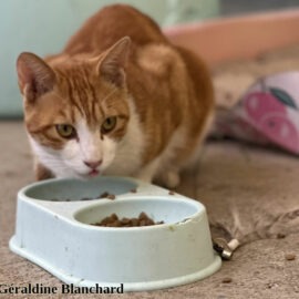 alimentation chat
