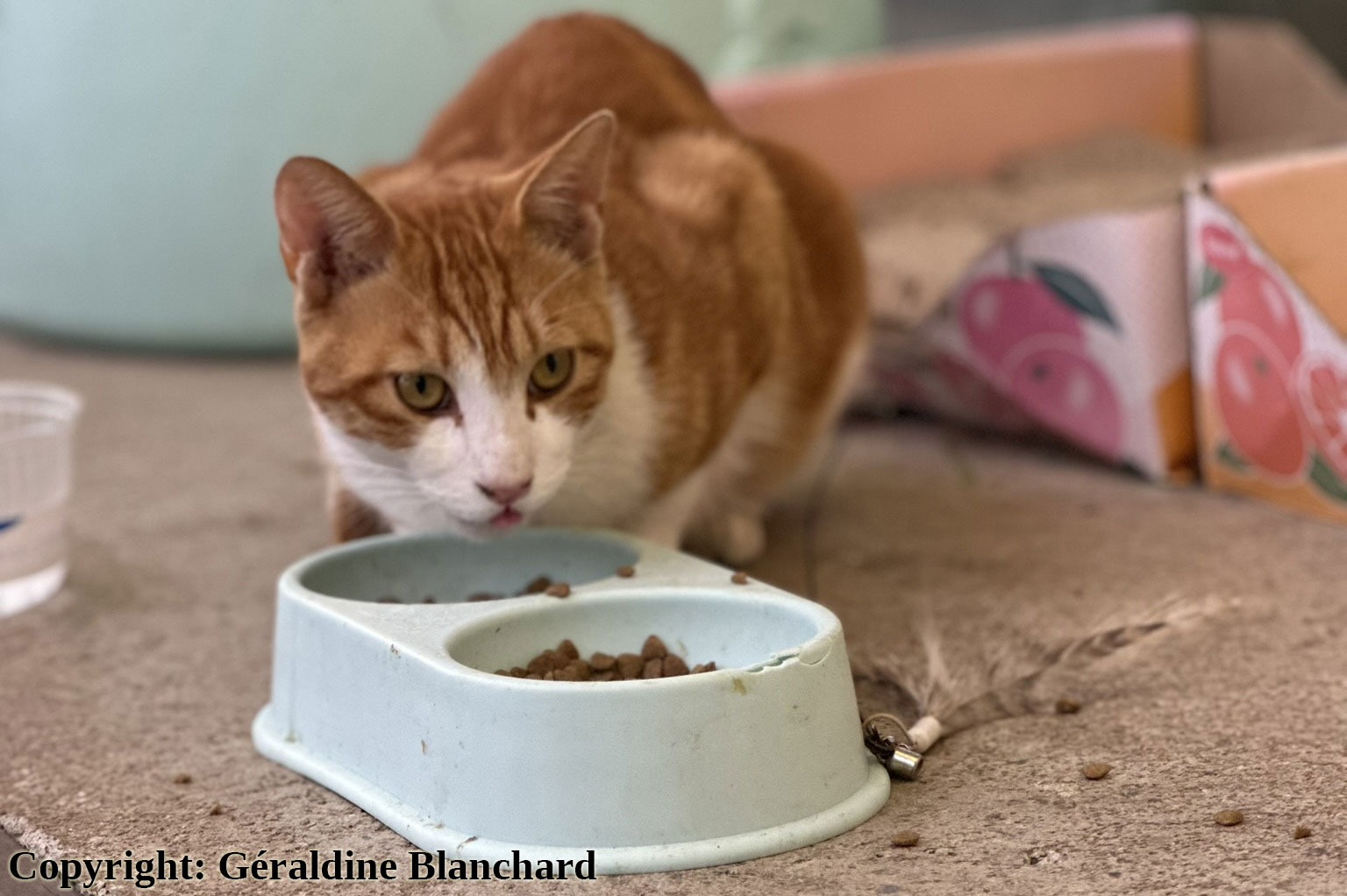 alimentation chat