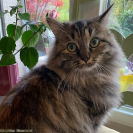 chat perd ses poils