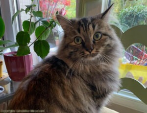 Que faire si votre chat perd ses poils?