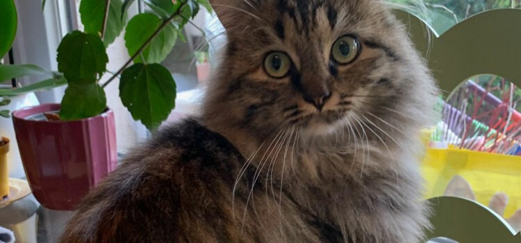 chat perd ses poils