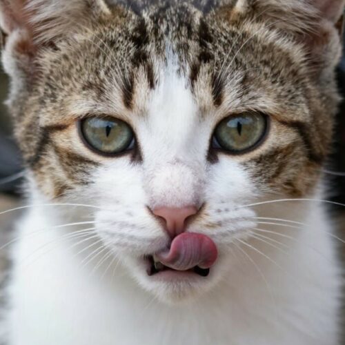 alimentation d'un chaton