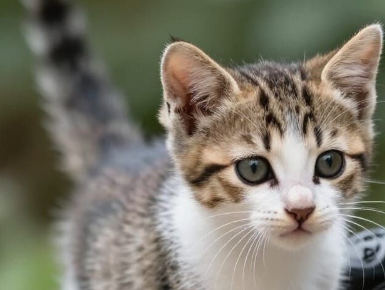 chaton