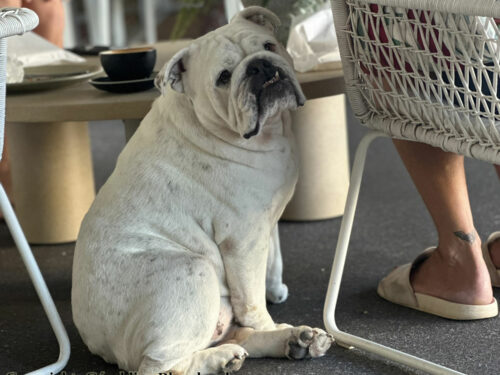 obésité chez le chien