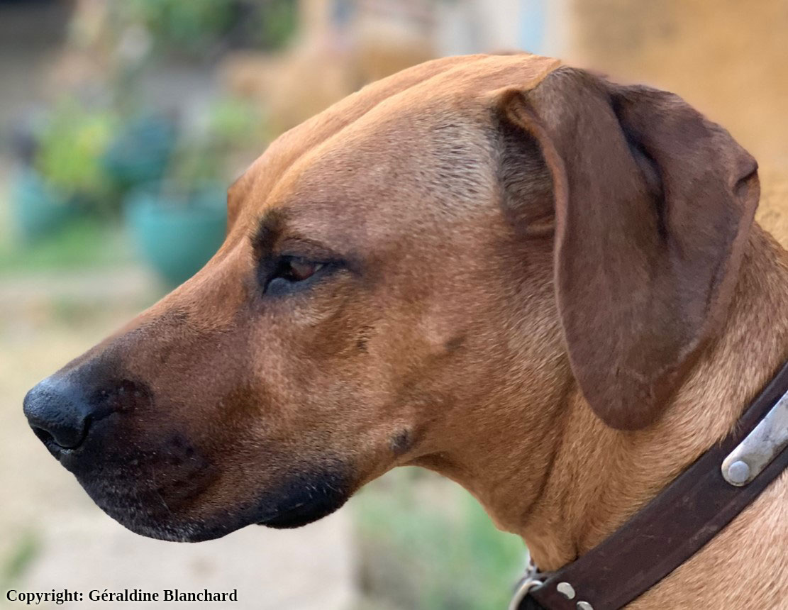 chien stérilisé