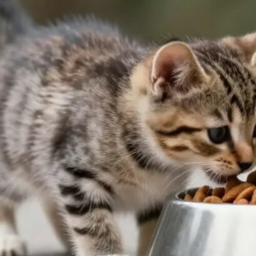 croquettes chaton
