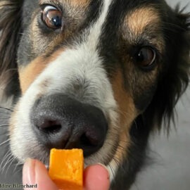 laitage et friandise pour un chien
