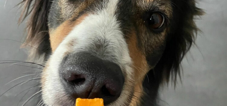 laitage et friandise pour un chien