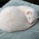 ration ménagère pour furet