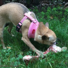 peut-on donner un os à son chien