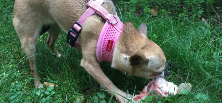 peut-on donner un os à son chien