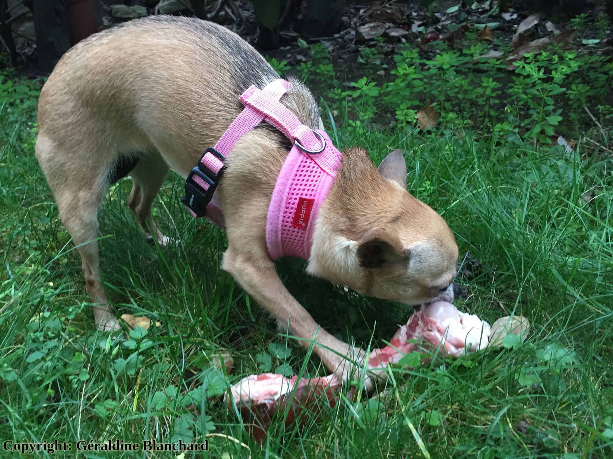 Peut-on donner un os à son chien ? – Vidéo