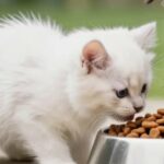 repas chaton