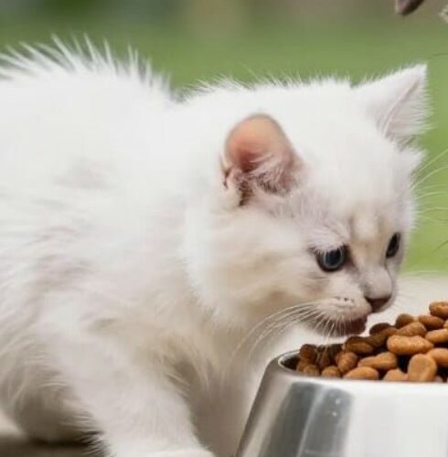 repas chaton