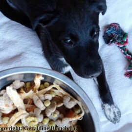 alimentation du chiot