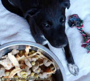 Mon chiot a la diarrhée : est-ce l&rsquo;alimentation ?